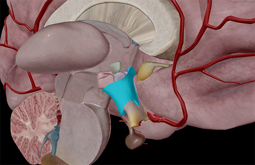 Hypothalamus-pituitary-gland-hypothalamic-nuclei